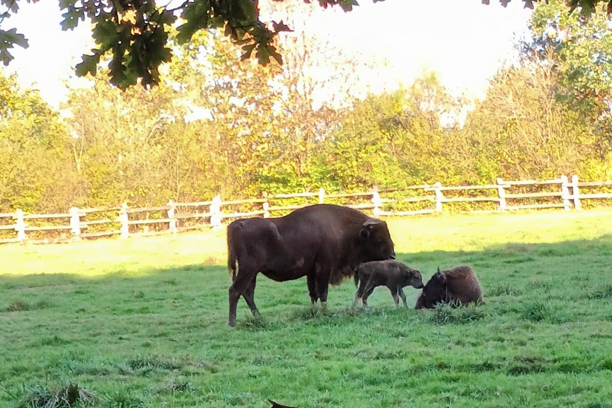 Wisentbaby steht bei seiner Mutter