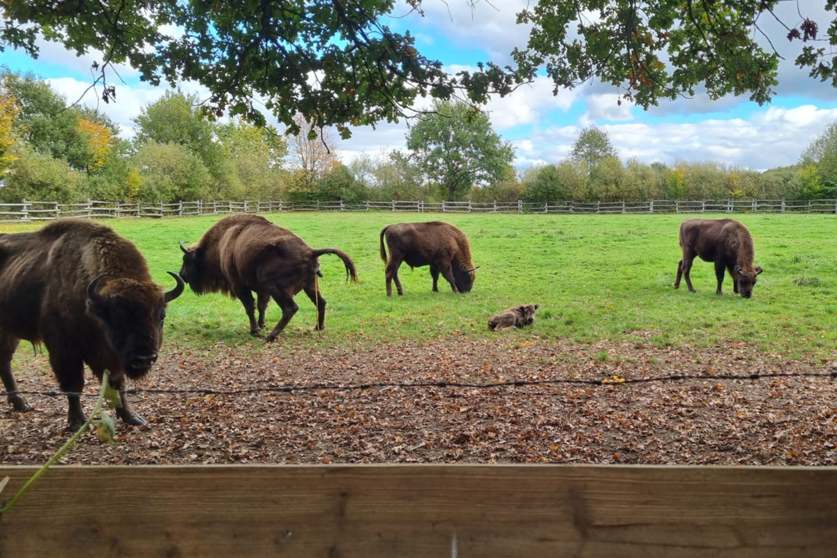 Viele Personen stehen um einen roten Ford herum